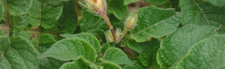 DSC04440