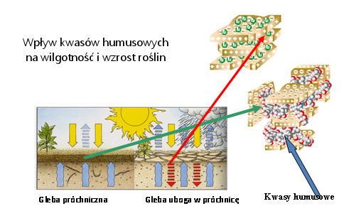 Wpływ kwasów humusowych na wilgotność gleb i wzrost roślin