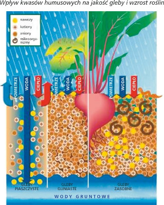 Wpływ kwasów humusowych na jakość gleby i wzrost roślin