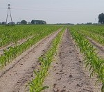 uprawa kukurydzy nawożenie ochrona kukurydzy