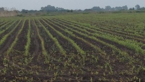 uprawa kukurydzy nawożenie