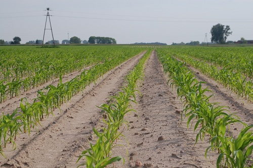 nawożenie kukurydzy