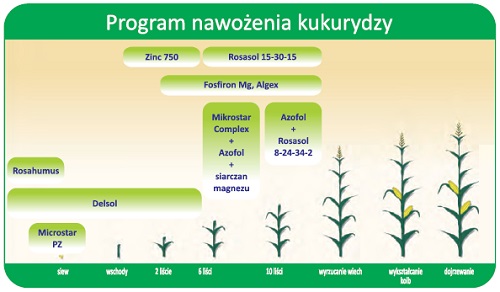 program nawożenia kukurydzy