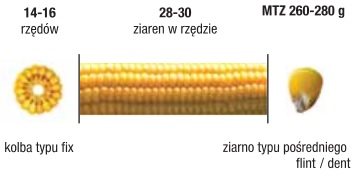 parametry kolby odmiana kukurydzy Exapic