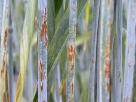Objawy rdzy źdźbłowej  zbóż i traw
