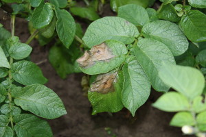 Objawy zarazy ziemniaka na liściu