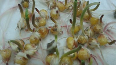 spleśniałe ziarno kukurydzy porażone przez gryzby z rodzaju Fusarium spp.
