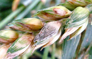 mączniak prawdziwy zbóż i traw 1