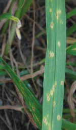 Charakterystyczne cętki na liściach spowodowane obecnością grzyba P. tritici-repentis