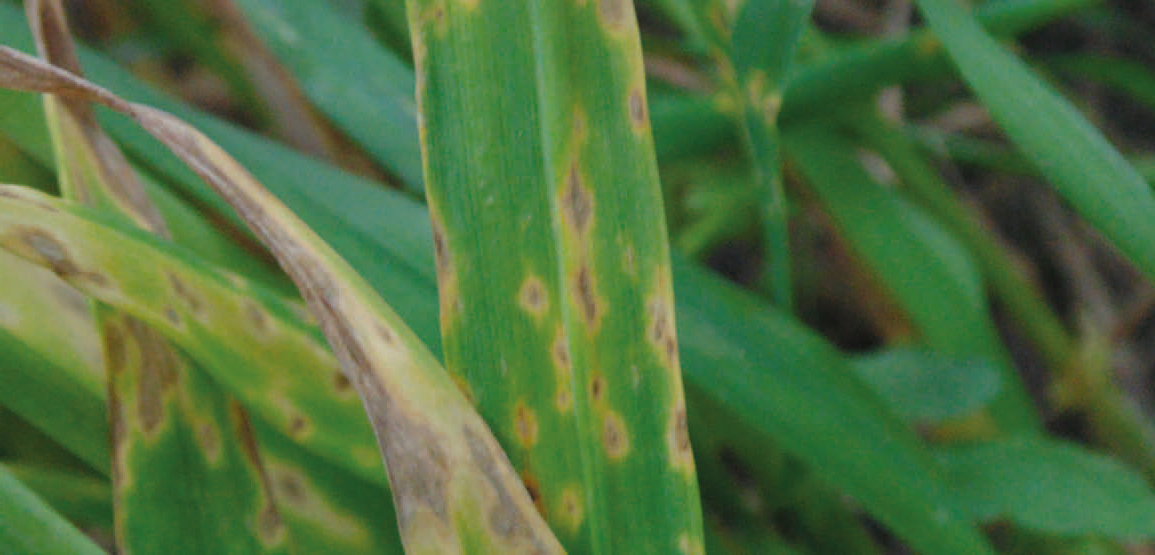 Objawy brunatnej plamistości liści zbóż