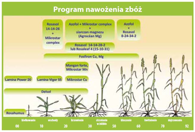 Program nawożenia zbóż