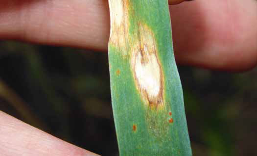 Objawy rynchosporiozy zbóż na liściach