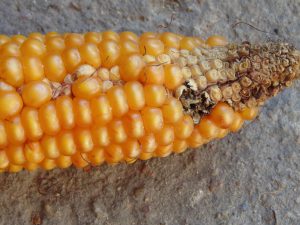 Fuzarioza kolb kukurydzy