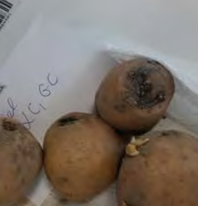Ziemniaki porażone Fusarium spp.