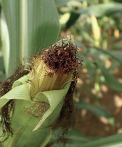Kolba kukurydzy uszkodzona przez stonkę kukurydzianą