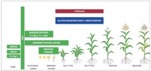 Nawożenie kukurydzy – schemat