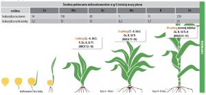 Uprawa kukurydzy – nawożenie nalistne mikroskładnikami