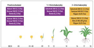 Technologia ochrony kukurydzy