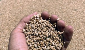 Zaprawianie materiału siewnego zbóż ozimych