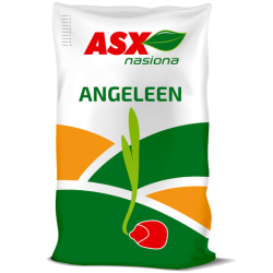 Nasiona kukurydzy Angeleen C1 FAO 240-250 